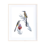 Cape Sugarbirds Collage Print