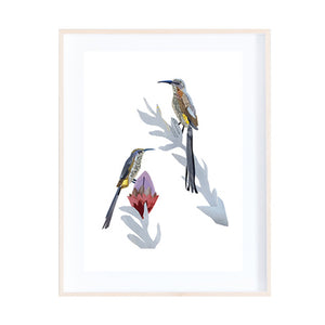 Cape Sugarbirds Collage by Zoe Mafham