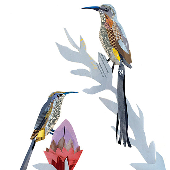 Cape Sugarbirds Collage Print